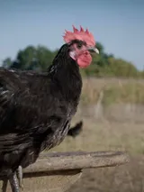 photo Droits dans leurs bottes