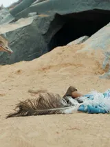 photo L'enfant du désert